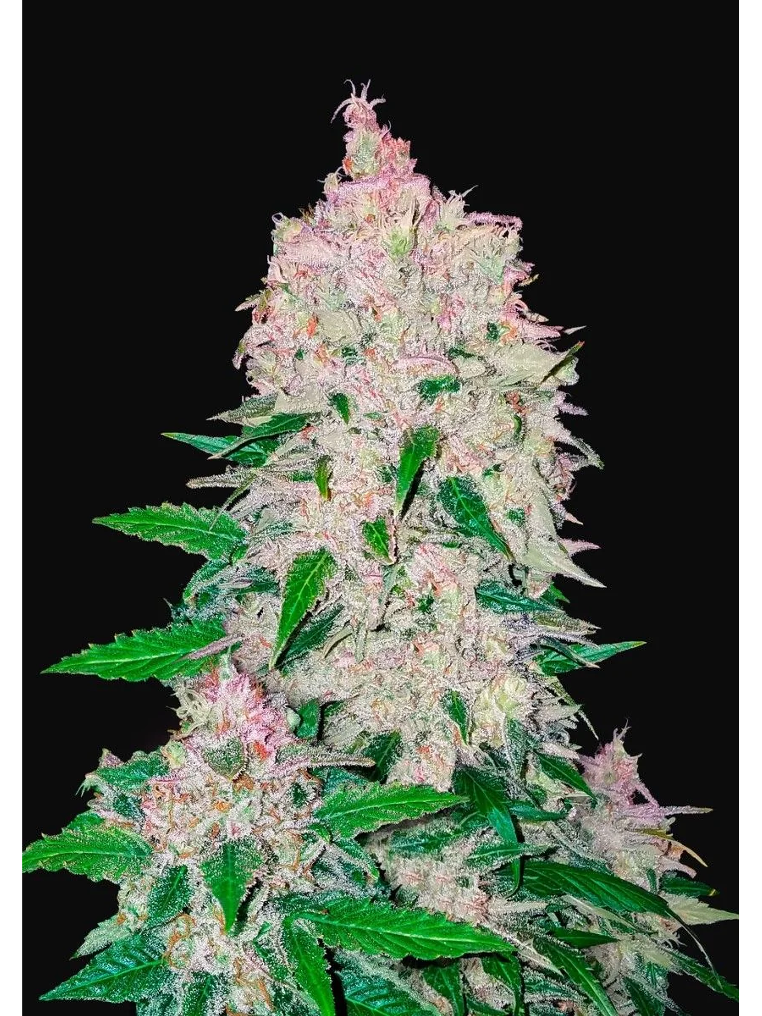 Stardawg Auto -Fast Buds (X3/X1) 2