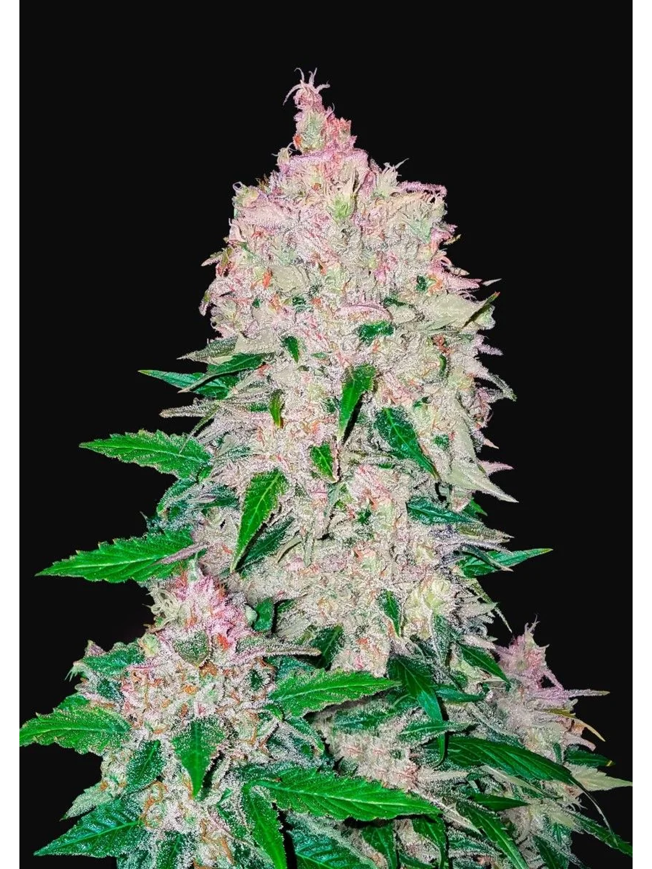 Stardawg Auto -Fast Buds (X3/X1) 2