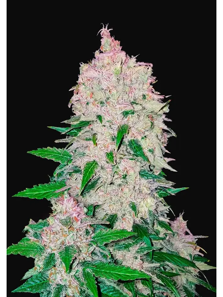 Stardawg Auto -Fast Buds (X3/X1) 2