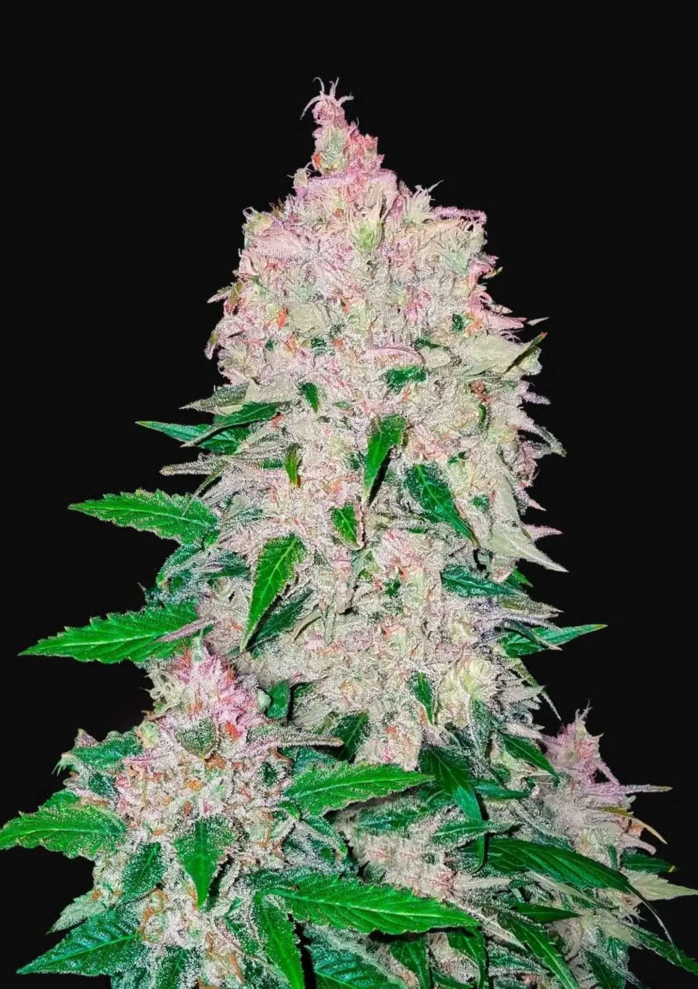 Stardawg Auto -Fast Buds (X3/X1) 2