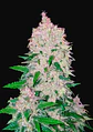 Stardawg Auto -Fast Buds (X3/X1) - Miniatura 2