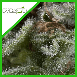 Lennon Auto X5+2 -Pyramid Seeds