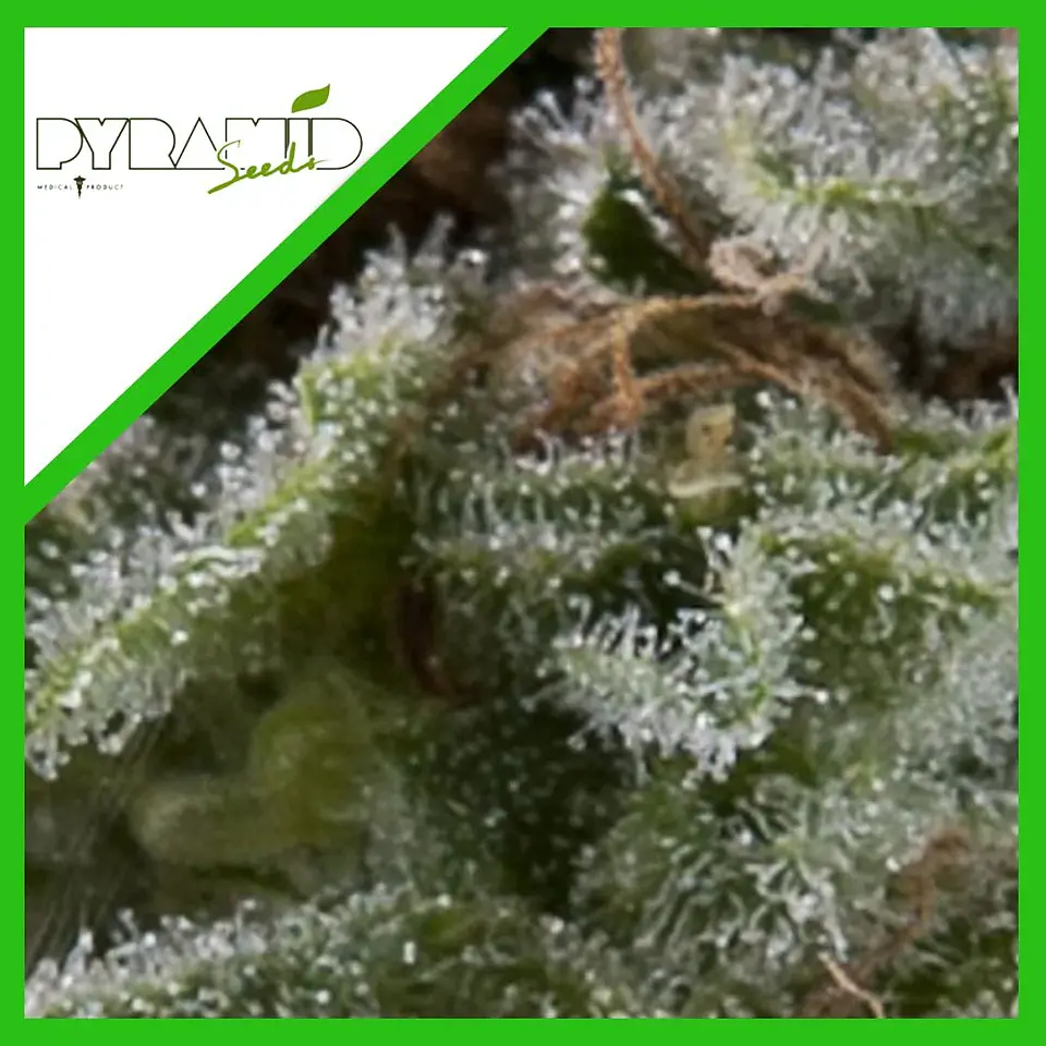 Lennon Auto -Pyramid Seeds (X5+2/X3+1/X1) 2