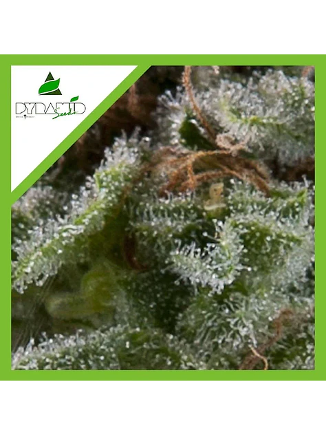 Lennon Auto -Pyramid Seeds (X5+2/X3+1/X1) 4