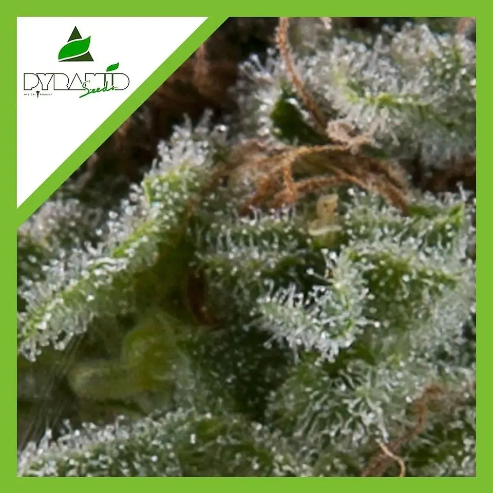 Lennon Auto -Pyramid Seeds (X5+2/X3+1/X1) 4