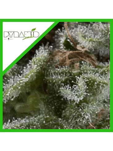 Lennon Auto X5+2 -Pyramid Seeds 3