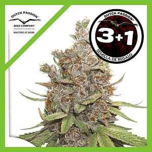 Glueberry Og  Auto X3-Dutch Passion