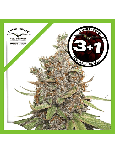 Glueberry Og  Auto X3-Dutch Passion 2