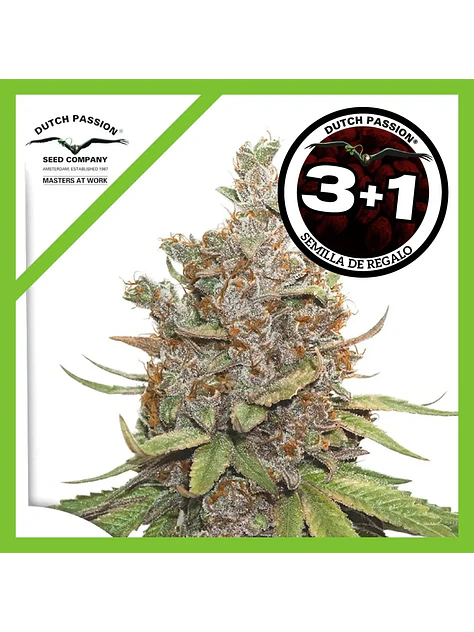 Glueberry Og Auto -Dutch Passion X3+1 2