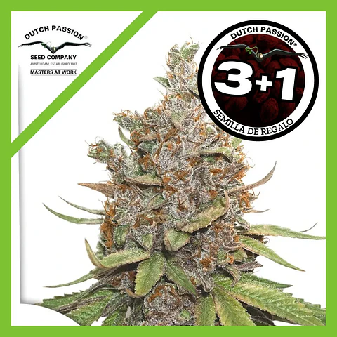 Glueberry Og Auto -Dutch Passion X3+1