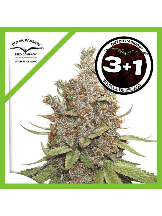 Glueberry Og  Auto X3-Dutch Passion 2