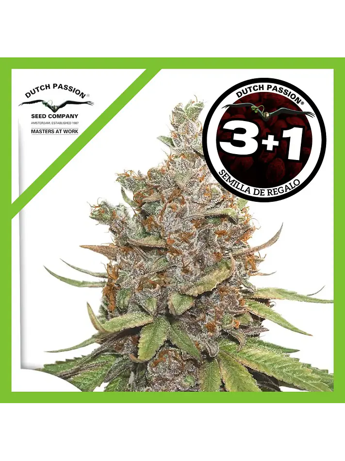 Glueberry Og Auto -Dutch Passion X3+1 2
