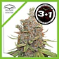 Glueberry Og Auto -Dutch Passion X3+1 - Miniatura 2