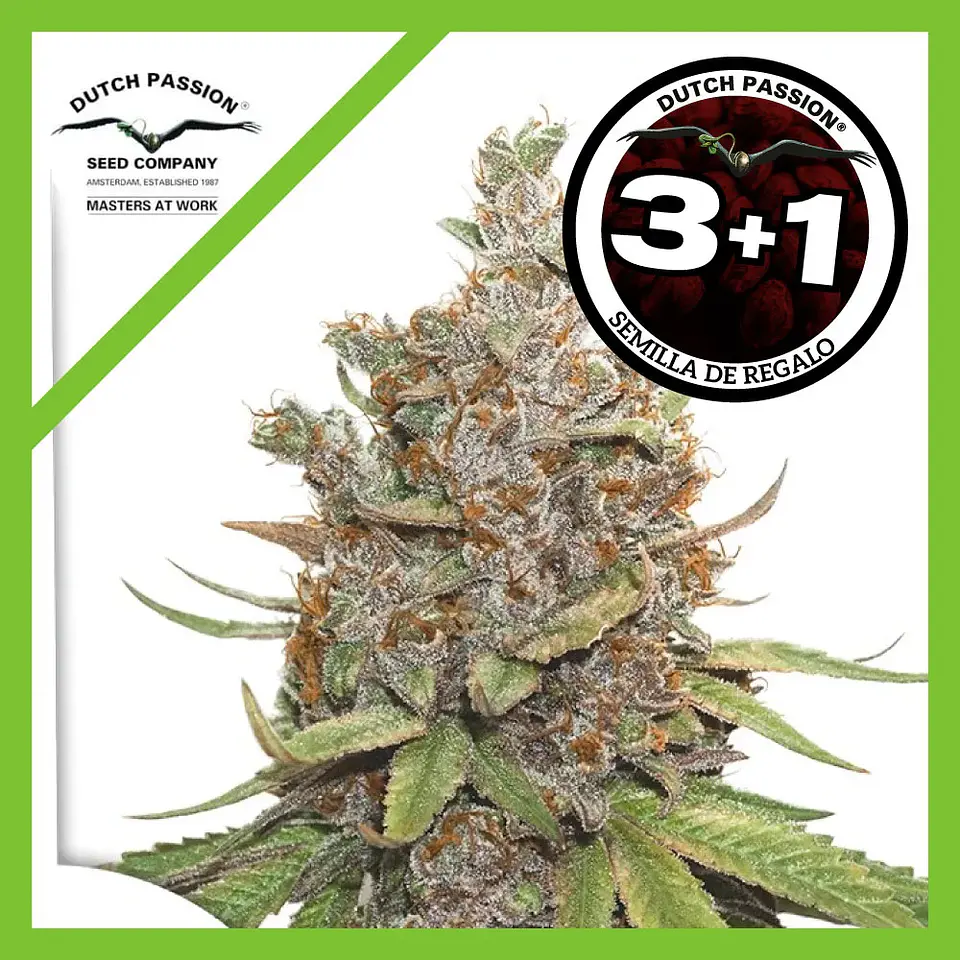 Glueberry Og Auto -Dutch Passion X3+1 2