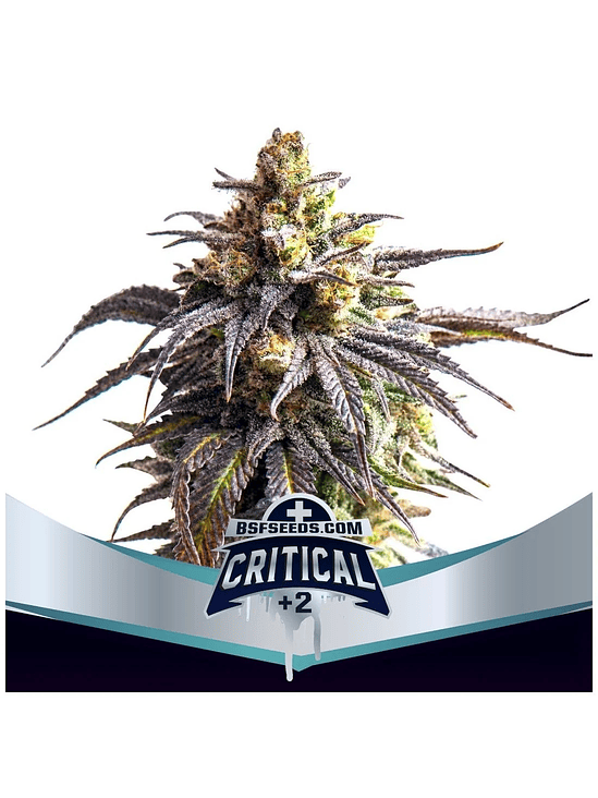Critical +2 Xxl Auto X12-Bsf 2