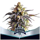 Critical +2 Xxl Auto -Bsf (X12/X7/X4/X2) - Miniatura 2
