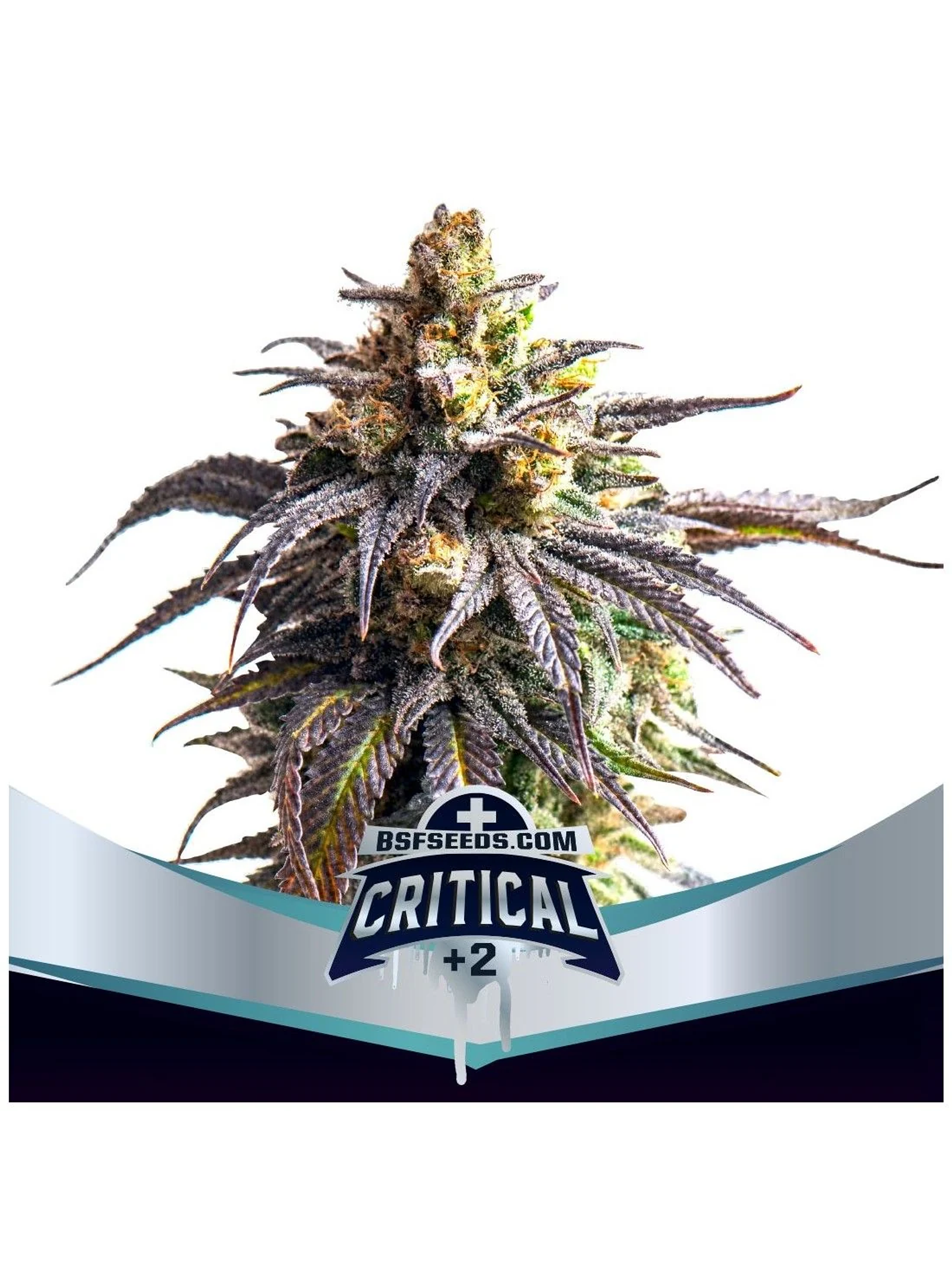 Critical +2 Xxl Auto -Bsf (X12/X7/X4/X2) 4
