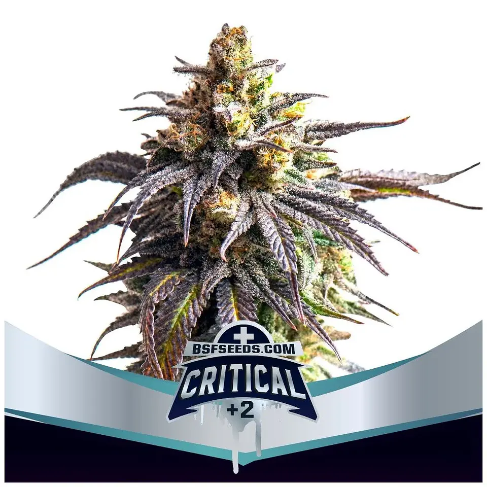 Critical +2 Xxl Auto -Bsf (X12/X7/X4/X2) 4