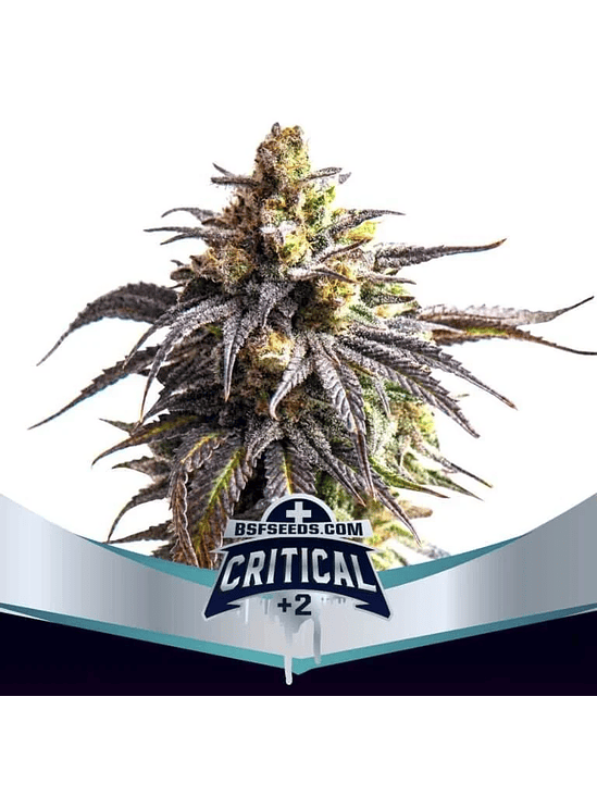 Critical +2 Xxl Auto X12-Bsf 6
