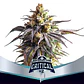Critical +2 Xxl Auto -Bsf (X12/X7/X4/X2) - Miniatura 6