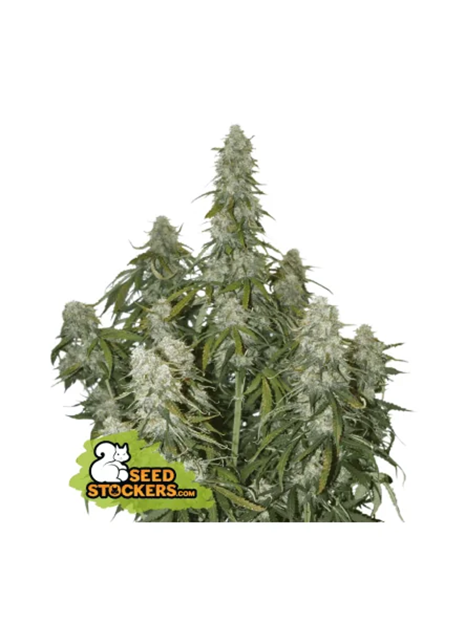 Big Bud Auto -Seedstockers (X100/X3) 2