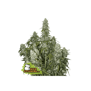 Big Bud Auto X100-Seedstockers
