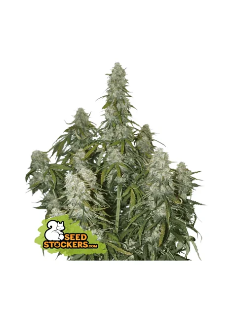 Big Bud Auto -Seedstockers (X100/X3) 2