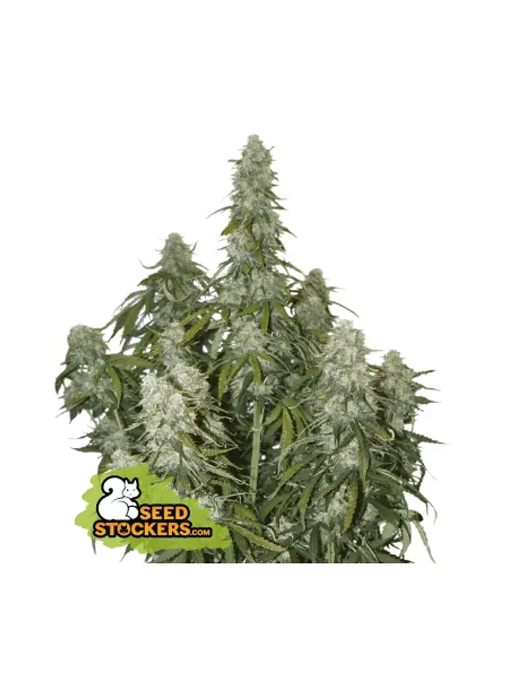 Big Bud Auto -Seedstockers (X100/X3) 2