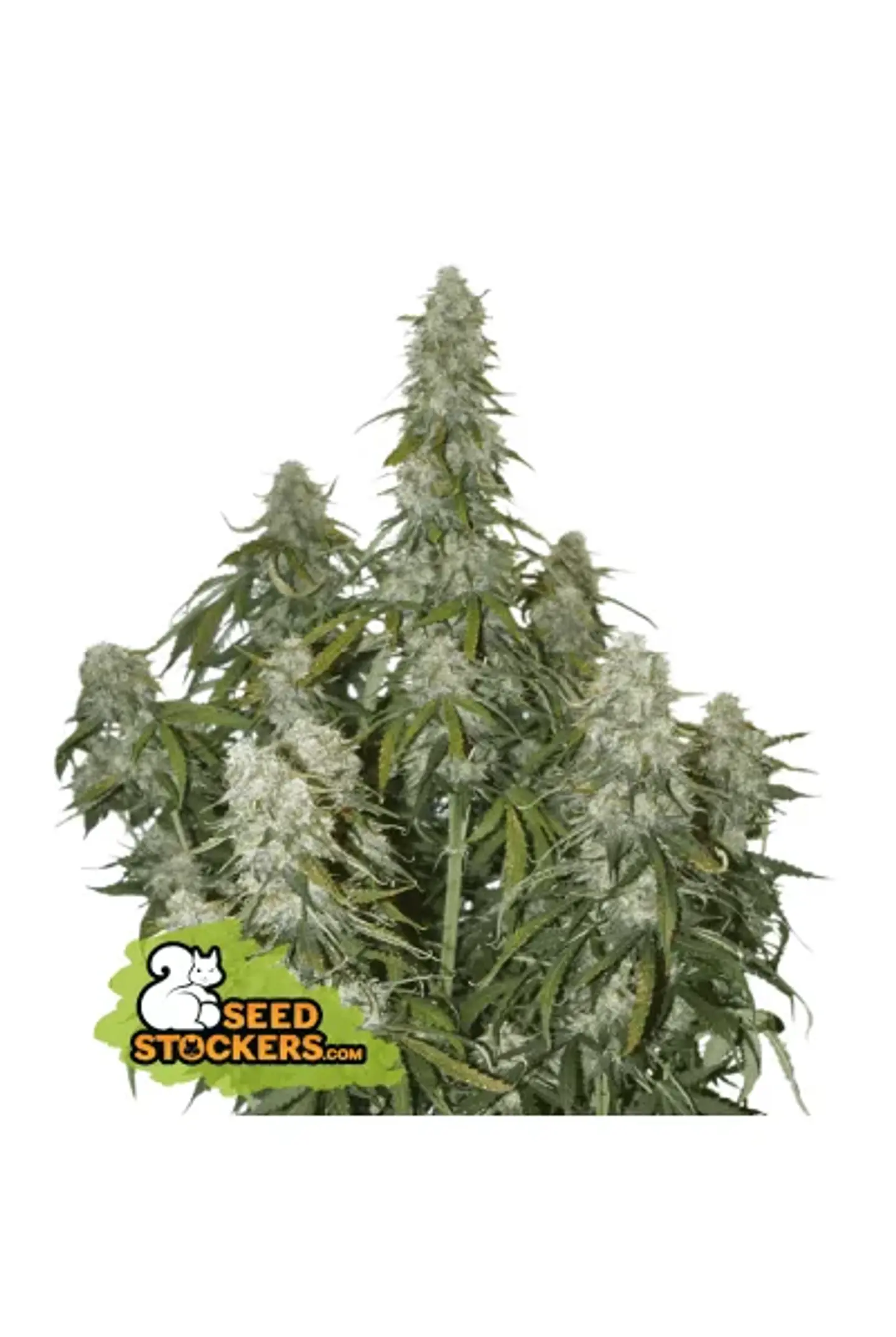 Big Bud Auto -Seedstockers (X100/X3) 2