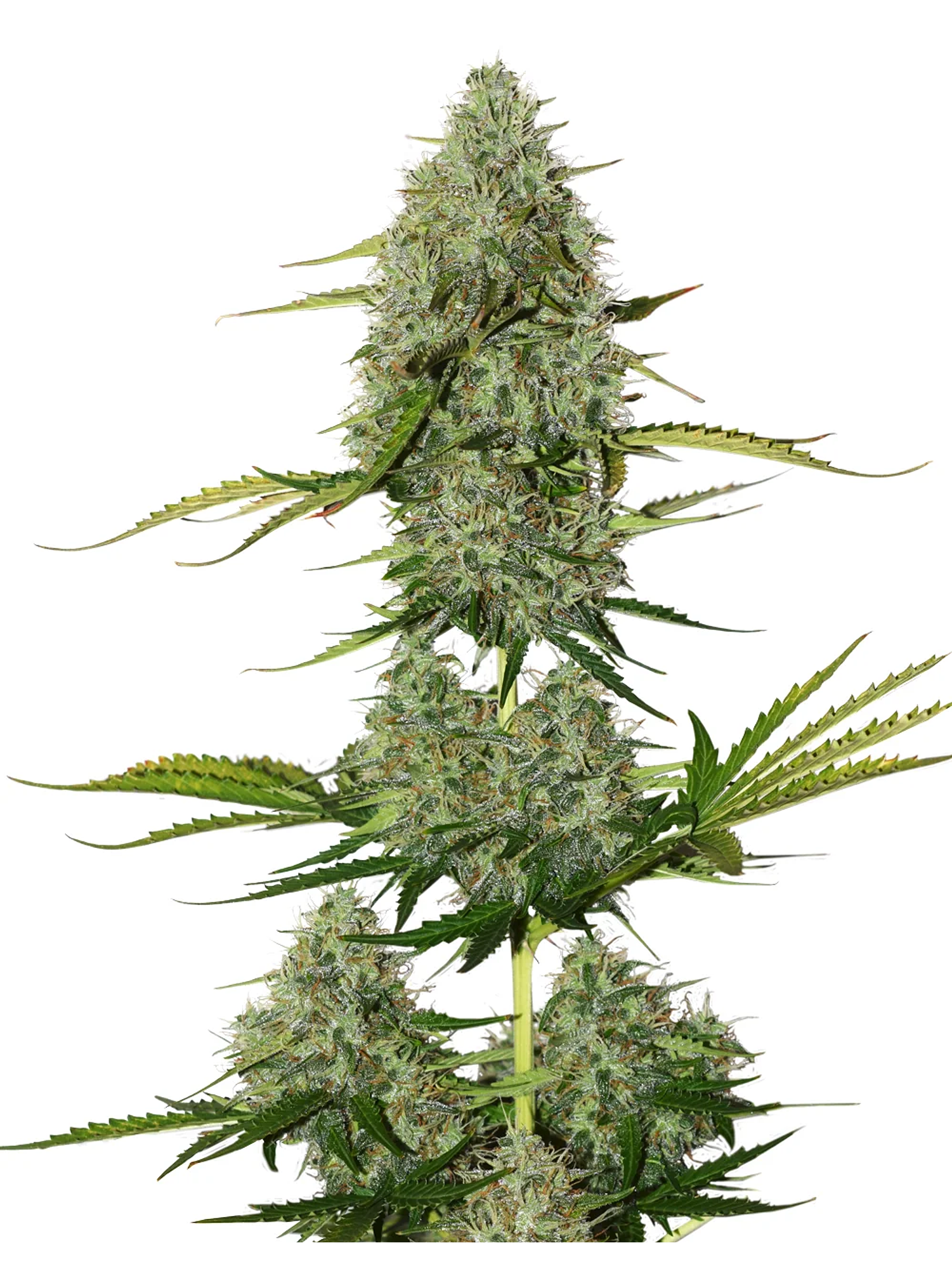 Bcn Critical Xxl Auto -Seedstockers (X100/X3) 2