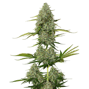 Bcn Critical Xxl Auto X100-Seedstockers