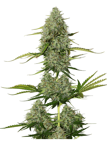 Bcn Critical Xxl Auto X100-Seedstockers 2