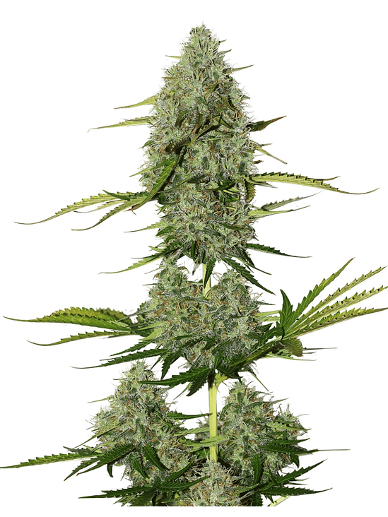 Bcn Critical Xxl Auto X100-Seedstockers 2