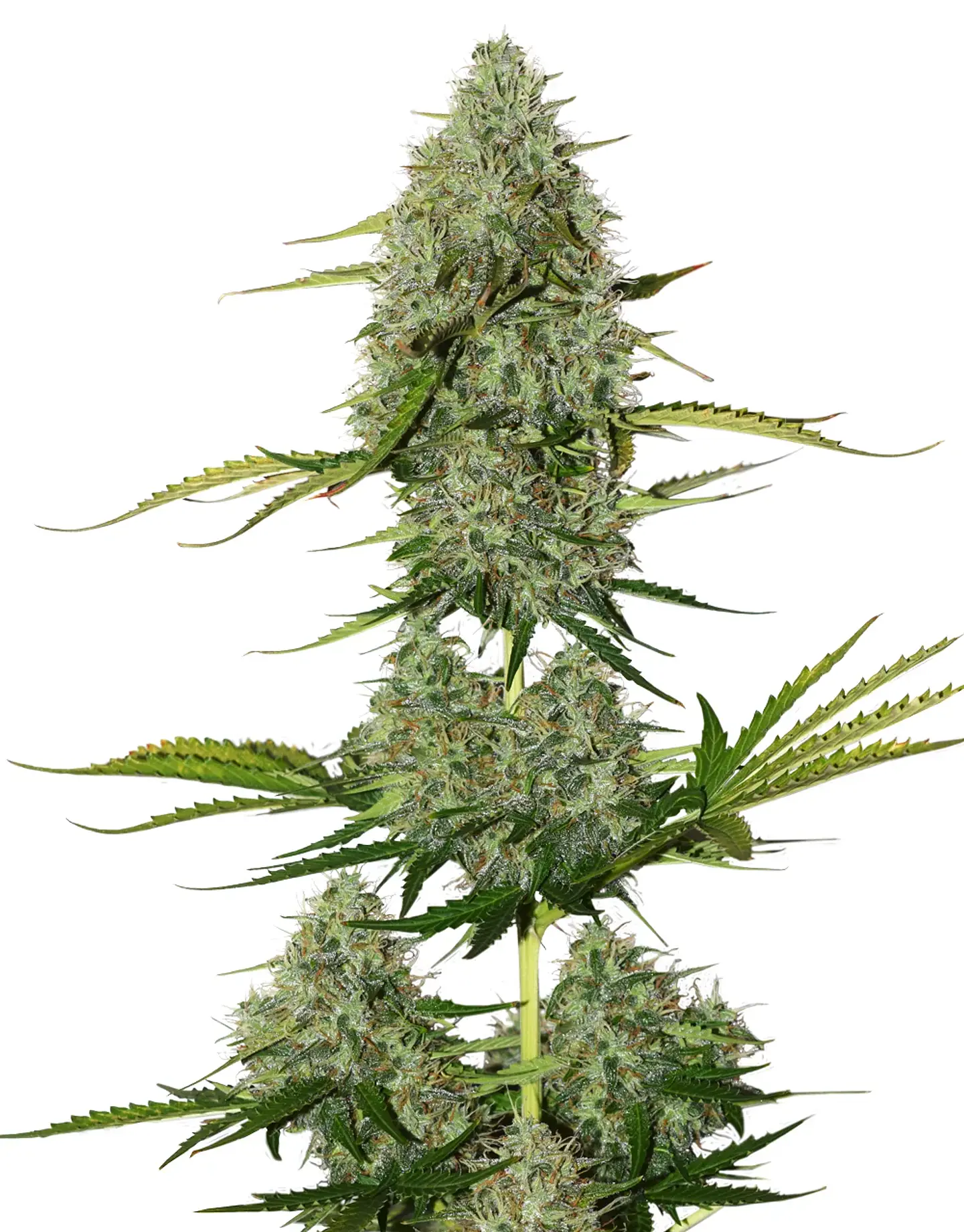 Bcn Critical Xxl Auto -Seedstockers (X100/X3) 2