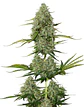 Bcn Critical Xxl Auto -Seedstockers (X100/X3) - Miniatura 2