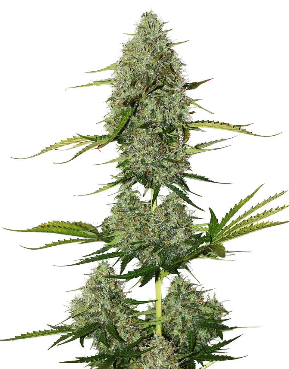 Bcn Critical Xxl Auto -Seedstockers (X100/X3) 2