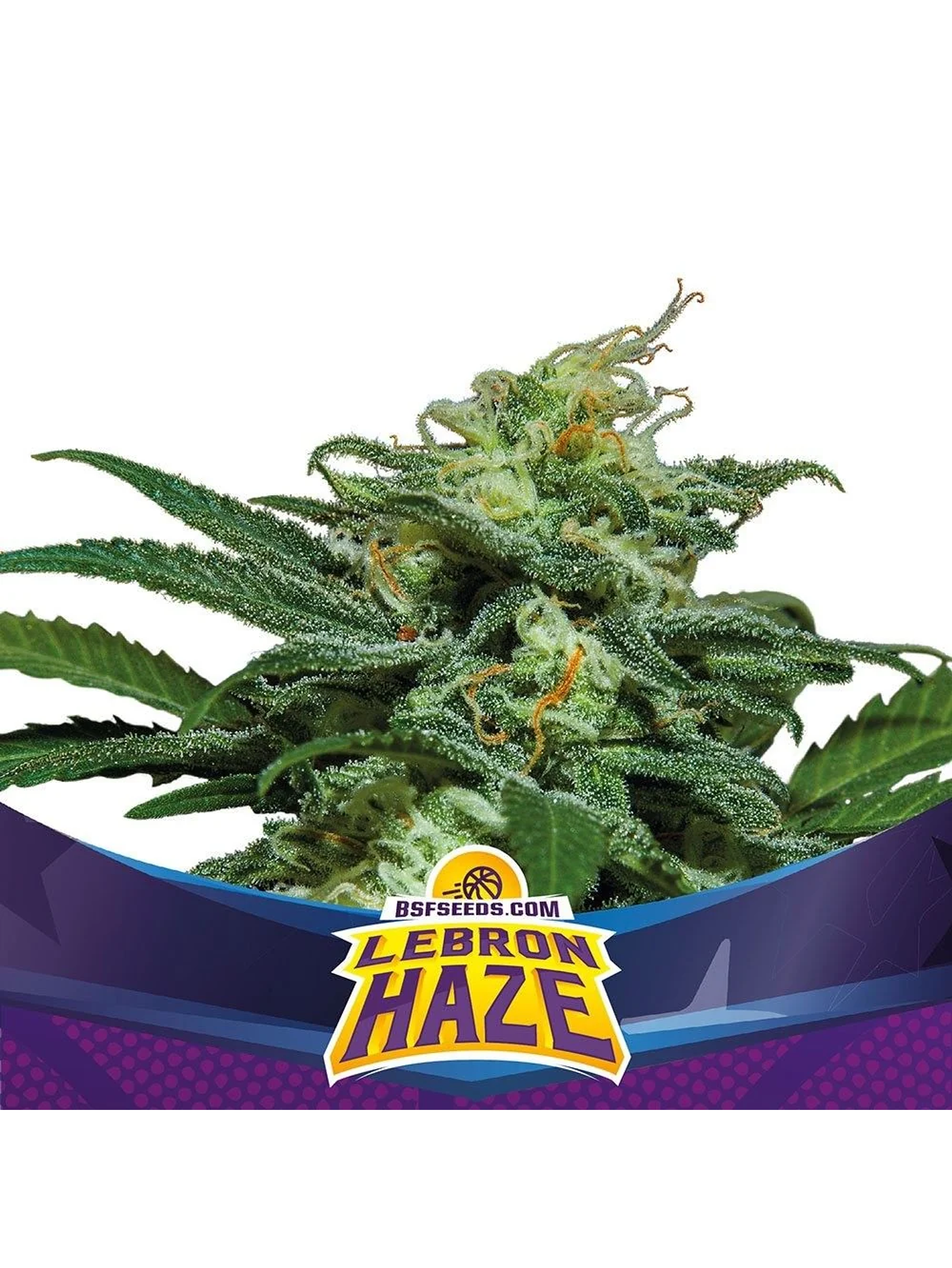 Lebron Haze Auto -Bsf (X4/X2) 2