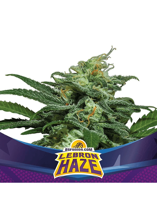 Lebron Haze  Auto X4 -Bsf 2