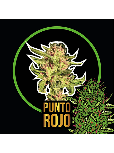 Punto Rojo Fem X100-Delirium Seeds 2