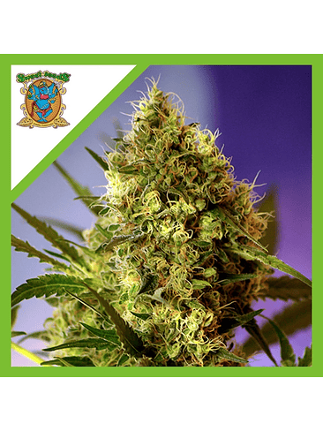 Big Devil Auto X5+2-Sweet Seeds 2