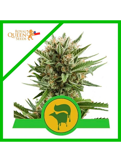 Sweet Skunk Auto -Royal Queen Seeds (X100/X10/X3/X1) 5