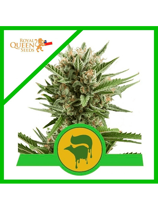 Sweet Skunk Auto X100-Royal Queen Seeds 5