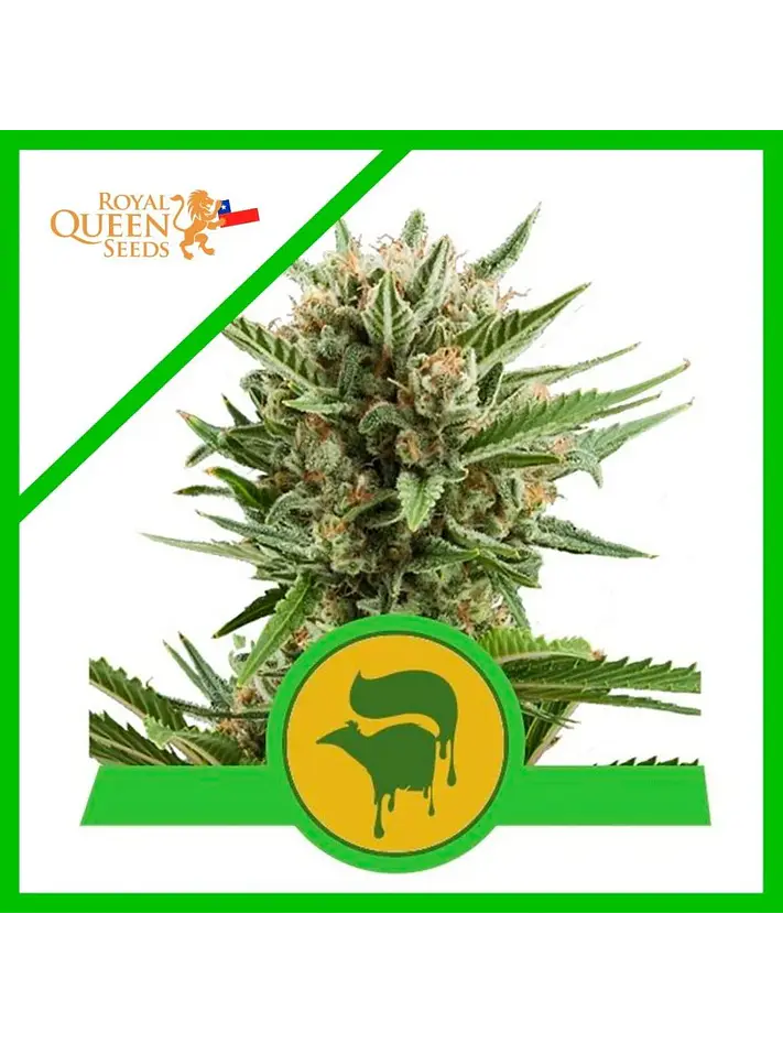 Sweet Skunk Auto -Royal Queen Seeds (X100/X10/X3/X1) 5