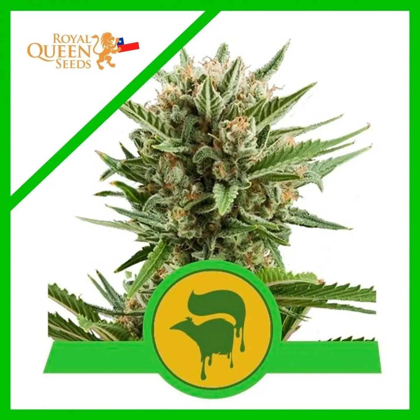 Sweet Skunk Auto -Royal Queen Seeds (X100/X10/X3/X1) 5
