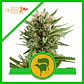 Sweet Skunk Auto -Royal Queen Seeds (X100/X10/X3/X1) - Miniatura 5