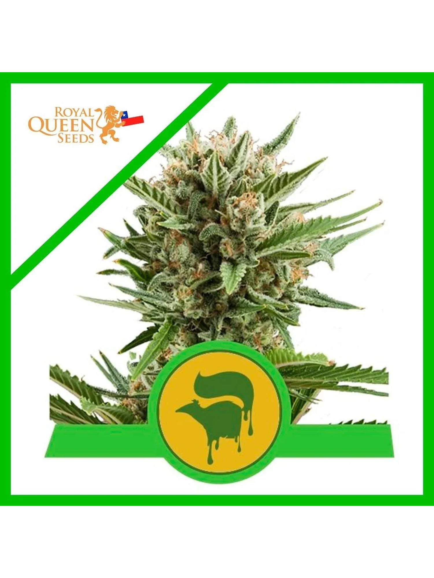 Sweet Skunk Auto -Royal Queen Seeds (X100/X10/X3/X1) 6