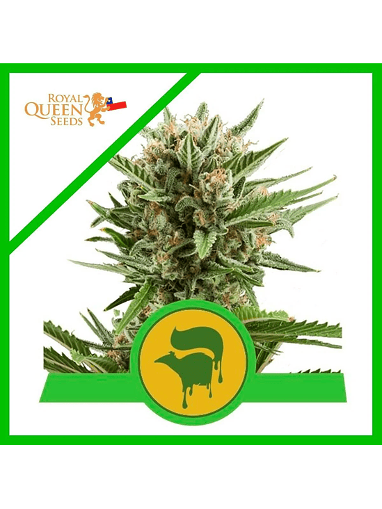 Sweet Skunk Auto X100-Royal Queen Seeds 6