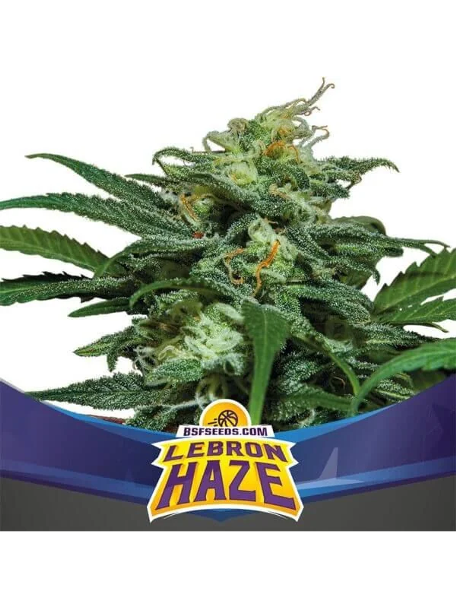 Lebron Haze Xxl Auto -Bsf (X12/X4/X2) 2