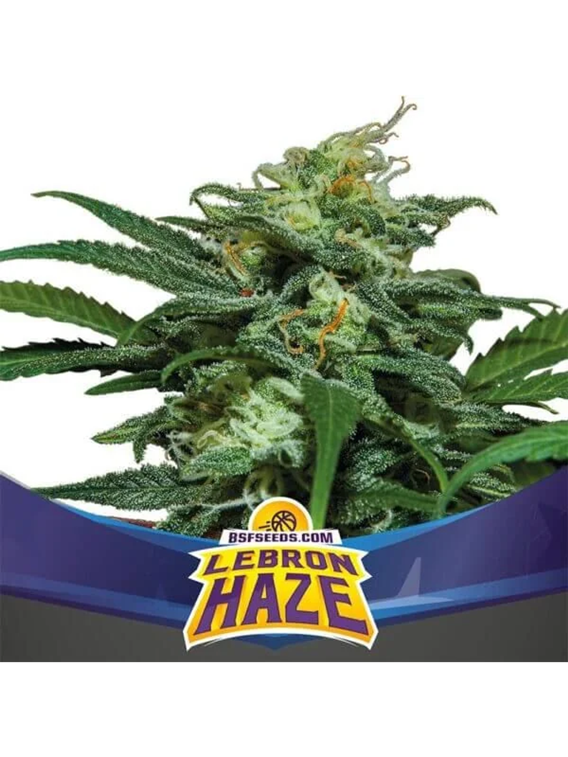 Lebron Haze Xxl Auto -Bsf (X12/X4/X2) 2