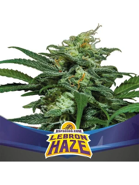 Lebron Haze Xxl Auto -Bsf (X12/X4/X2) 2